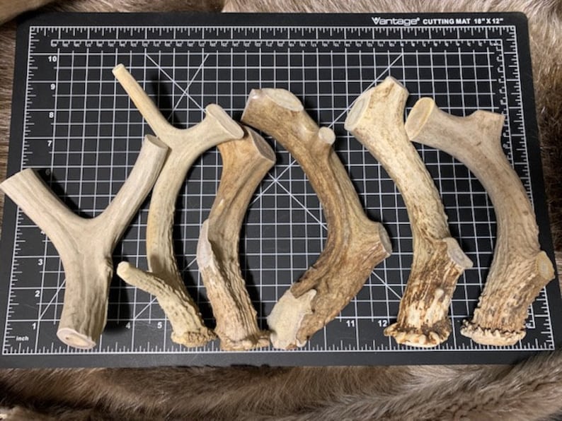 May include: Five natural antler dog chews of varying sizes and shapes. The antlers are light brown in color and have a rough, textured surface.