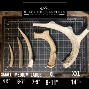 May include: Five antler chews of varying sizes, labeled small, medium, large, XL, and XXL. The antler chews are arranged from smallest to largest. The antler chews are natural and have a light brown color. The antler chews are measured in inches. The antler chews are labeled with their size and measurement in inches. The antler chews are on a black and white cutting mat.