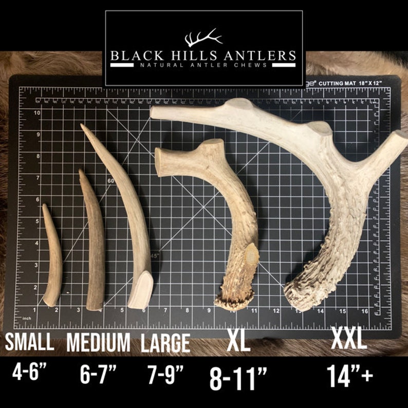 May include: Five antler chews of varying sizes, labeled small, medium, large, XL, and XXL. The antler chews are arranged from smallest to largest. The antler chews are natural and have a light brown color. The antler chews are measured in inches. The antler chews are labeled with their size and measurement in inches. The antler chews are on a black and white cutting mat.