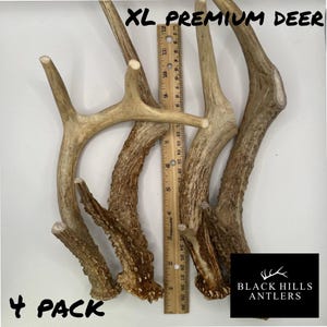 XL Premium Deer Antler Dog Chew - 2, 4 or 6 Pack