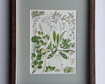 Vintage Framed Botanical Print Wooden Mounted Wildflower Plant Illustration Wedding Birthday Anniversary Gift Home Decor Wall Art