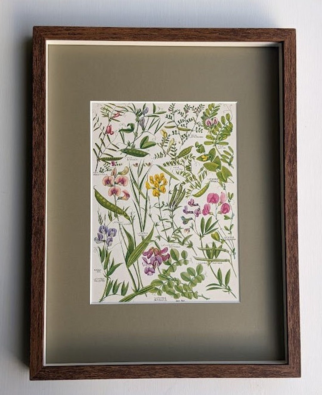 Vintage Framed Botanical Print Wooden Mounted Wildflower Plant ...