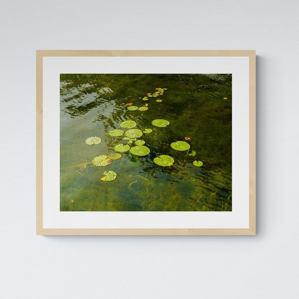 Green Water Lilies on a Lake in Michigan, Digital Download Art Print, 35mm Film Photograph, Nature Photography, Home and Gallery Wall Decor