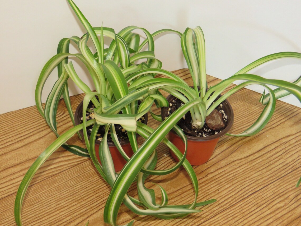 Curly spider plant rooted babies shown in 4 and 3 pot Etsy