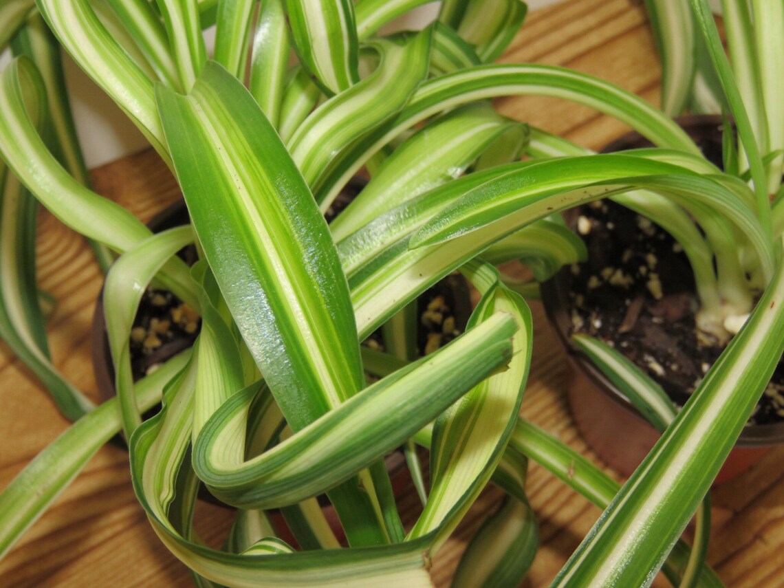 Curly spider plant rooted babies shown in 4 and 3 pot Etsy