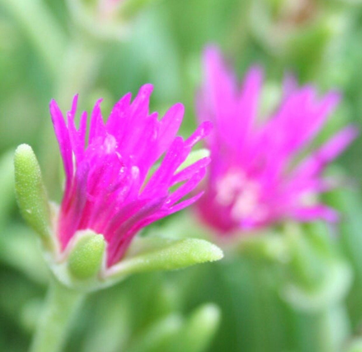 Mini Rosea Ice Plant Magenta Purple Flower Ground Cover Etsy