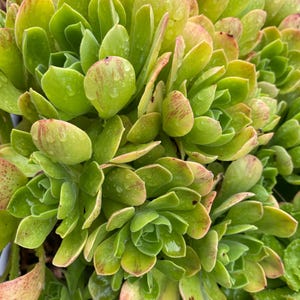 Clearance Price, Aeonium ballerina, Rare Aeonium succulents fragrant smaller variety, easy to form clusters. Hairy green leaves