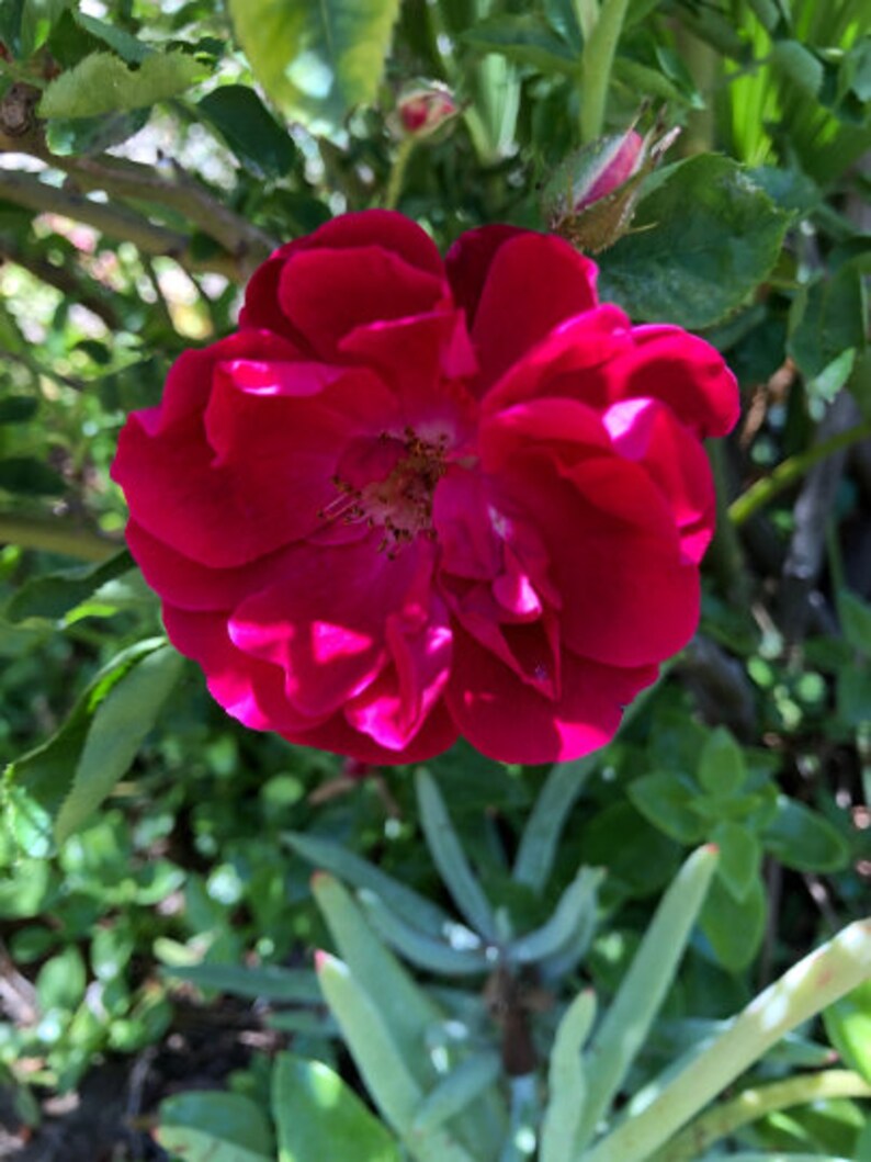 20 Climbing Rose Cuttings No Roots Dark Red Etsy