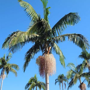 Elegant Queen palm tree seeds, 20 or 50 seeds