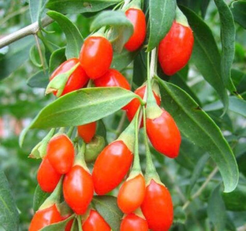 Live Goji Berry Plant – Wolfberry Starter, Easy Grow - Etsy