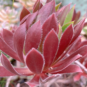 Lowest price Aeonium combo, large fresh stem cuttings, random colorful varieties of Aeonium succulents