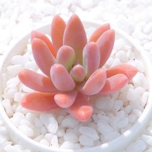 May include: A pink succulent plant with fleshy leaves arranged in a rosette shape. The plant is sitting on a bed of white pebbles.