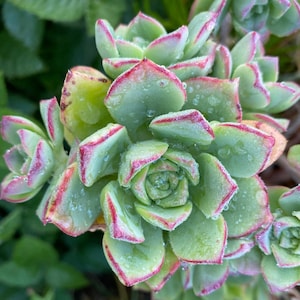 Aeonium Princess - Etsy
