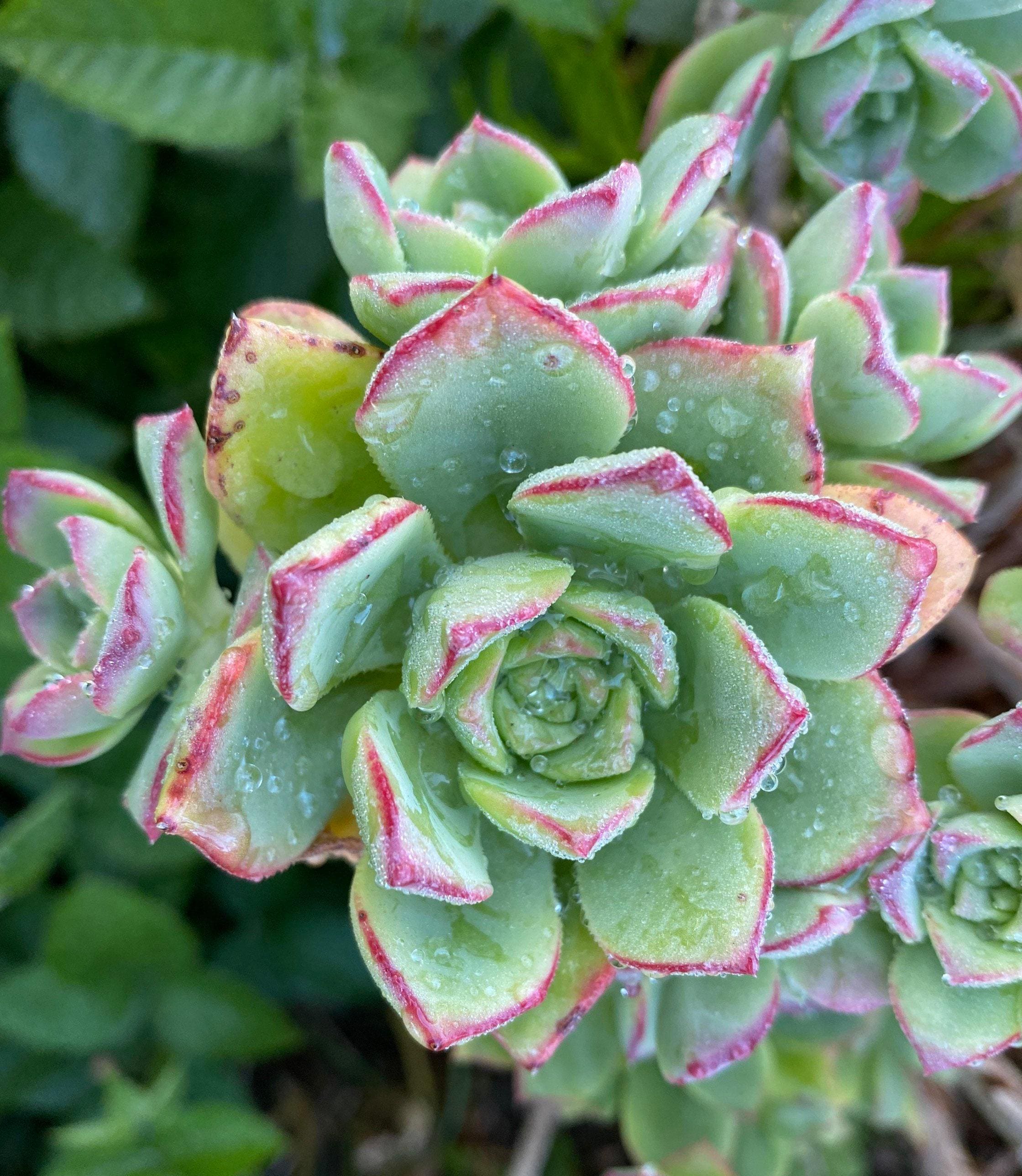 Aeonium Princess - Etsy