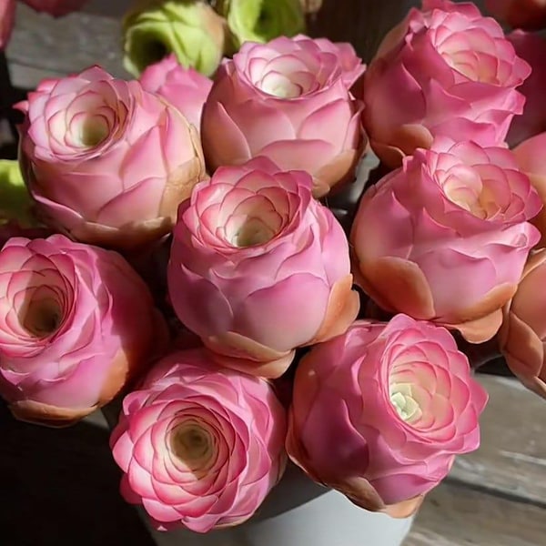 Pink Mountain Rose Succulent Seeds, Rare Aeonium Aurea