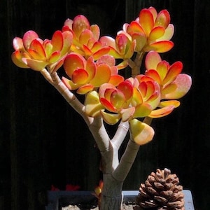 4”-22” tall RED TIP Jade Crassula Ovata, well rooted, lucky plant, money tree, bonsai tree