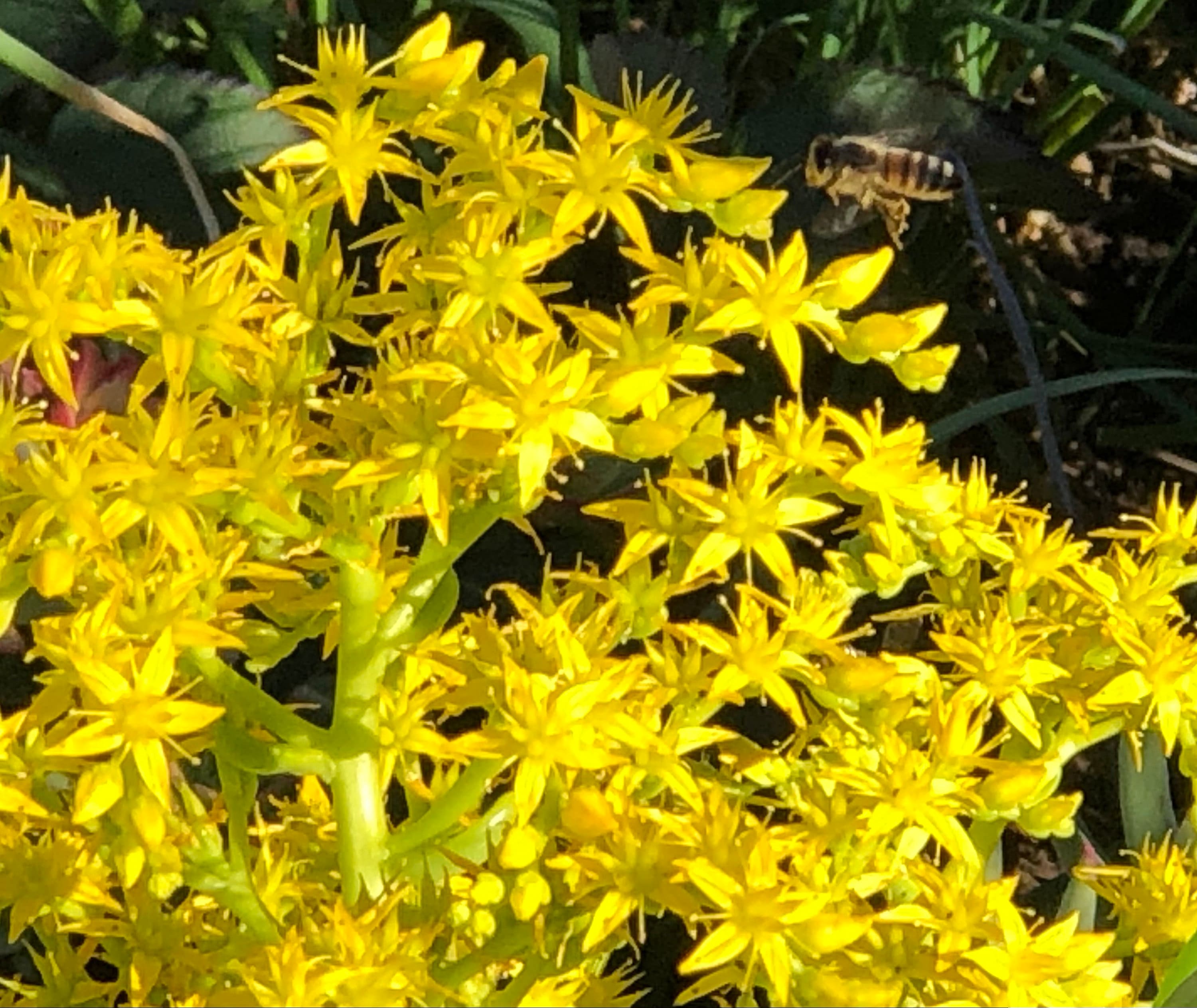 Sedum Dendroideum the Most Hardy Succulent Massive Yellow Etsy Canada