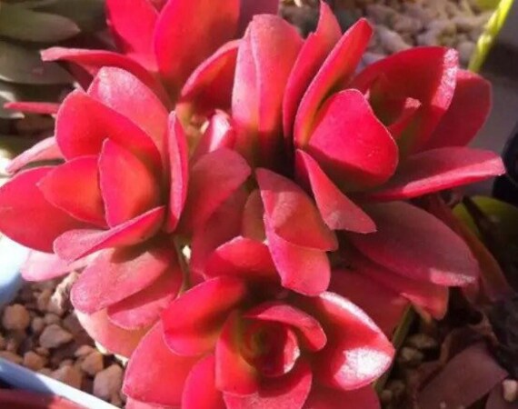 Crassula capitella 'Campfire' | Succulents  Crassula | Kaktusy