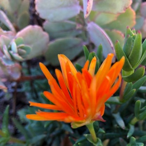 2 Rooted orange ice plant, ground cover, most hardy and grow fast