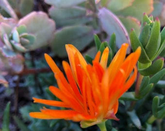 2 Rooted orange ice plant, ground cover, most hardy and grow fast