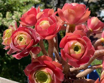 Aeonium Blushing Beauty succulent, color changes during 4 seasons, more sunlight +less water = burgundy color, clearance sale