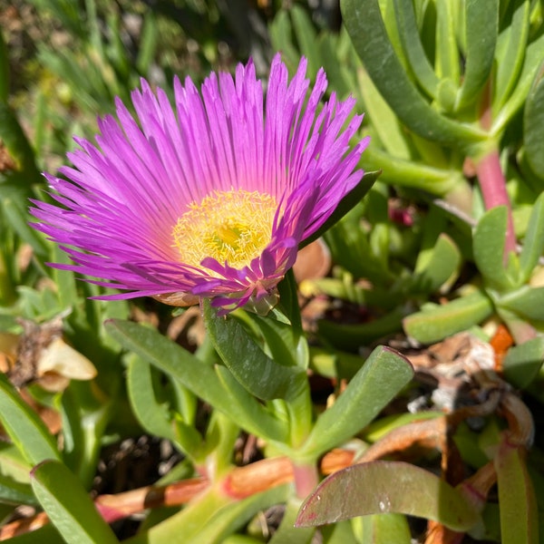 Common ice plant, ground cover, most hardy and grow fast, Carpobrotus Chilensis, 3-4” big stem cutting ( no roots)