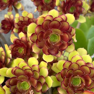 Aeonium Sunset, Rare limited hybrid variegated Aeonium succulents, easy to form clusters. Cutting has no root. Easy propagation from stems.