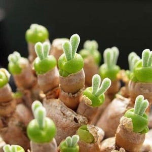 May include: Close-up of a cluster of small, green succulent plants with fuzzy, bunny-shaped leaves. The plants are growing in a cluster, with their brown stems and roots visible.