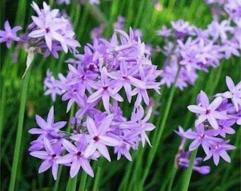 Society Garlic Bulbs, Tulbaghia Violacea, Purple Flowers, Easy Grow (20 Bulbs)