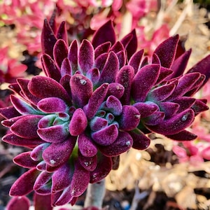 May include: A close-up of a vibrant purple succulent plant with fuzzy, velvety leaves. The plant has a unique, starburst shape and is a popular choice for indoor gardens.
