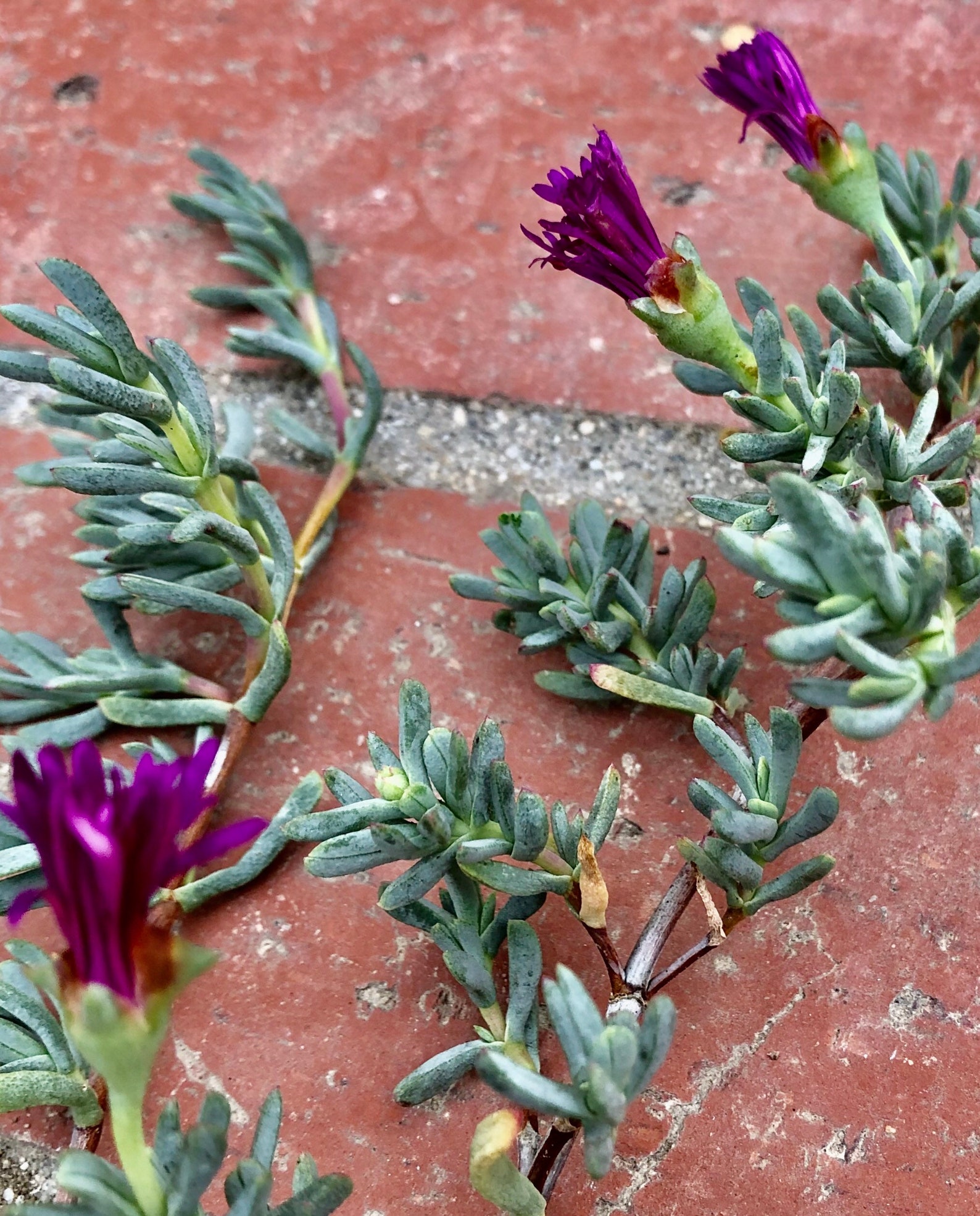 Mini Rosea Ice Plant Magenta Purple Flower Ground Cover Etsy