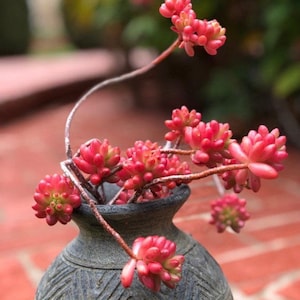 Sedum Aurora, Pink Jelly Beans, hardy and rare succulent, out of 2&quot; pot. rooted plant, green in summer