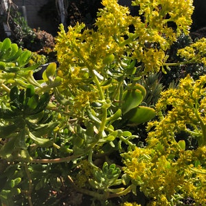Sedum Dendroideum, the Most Hardy Succulent, Massive Yellow Flowers - Etsy