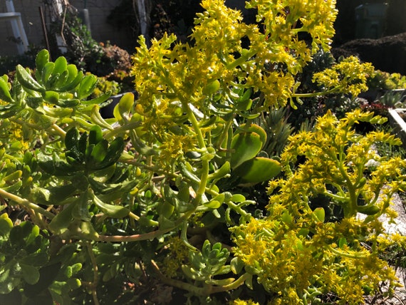 Sedum Dendroideum, the Most Hardy Succulent, Massive Yellow Flowers - Etsy