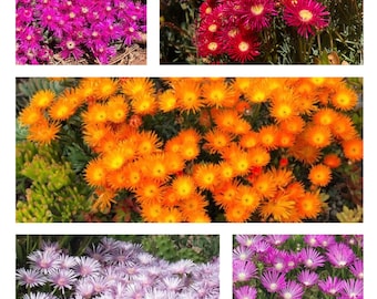 colorful ice plants, super heat and drought tolerance, grow fast as ground cover