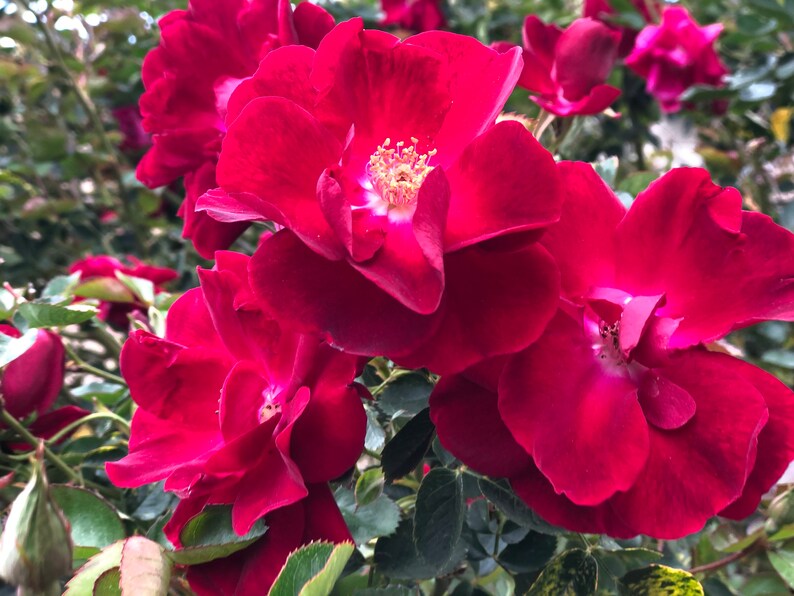 20 Climbing Rose Cuttings No Roots Dark Red Etsy