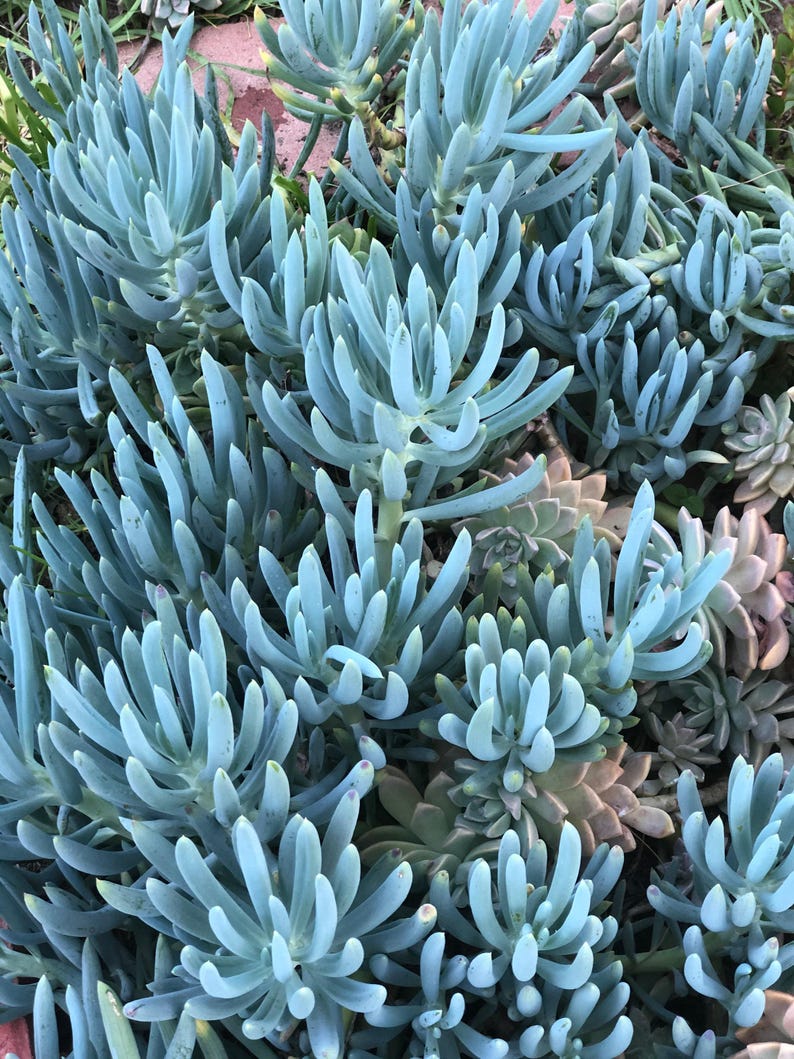 Blue Chalk Sticks Succulent, Curio Repens, Easy Grow Succulents - Etsy