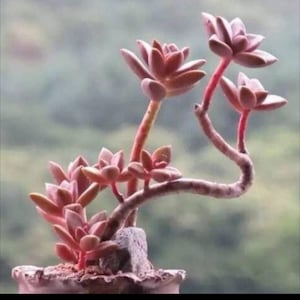 Graptosedum, Vera Higgins, hardy and rare succulent, well rooted plant