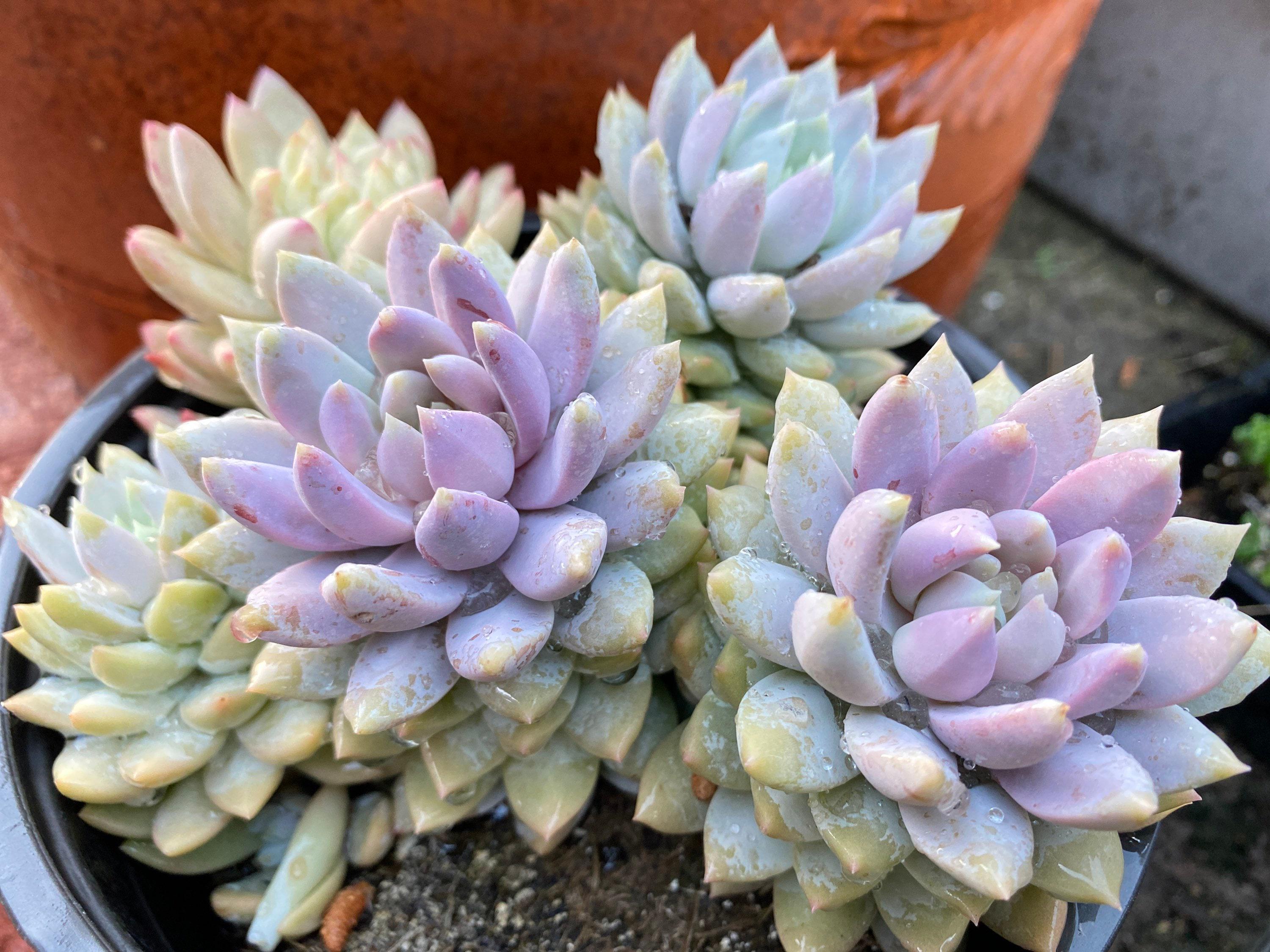 Sedeveria Lilac mist, rare succulent, must have for starters