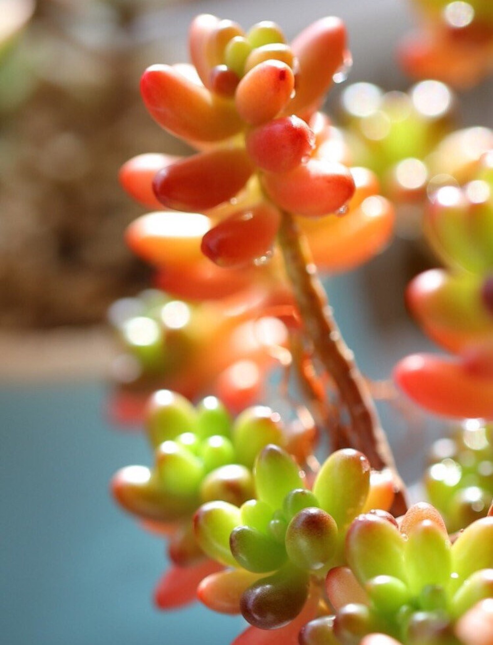 Pink Jelly Bean hardy succulent easy care Etsy