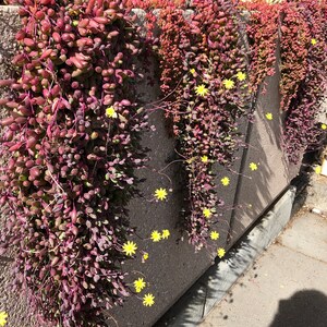 May include: A close-up of a wall with several strands of purple and green succulent plants hanging down. The plants have small, round leaves and are growing in a concrete planter. There are small yellow flowers scattered throughout the plants.