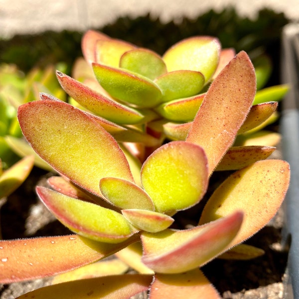 Crassula Rogersii, Fuzzy, Velvet plant, hardy rare succulent, money maker, easy care