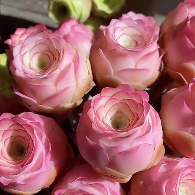 Mountain Roses Sas Pink Mountain Rose Succulent Seeds, Rare Aeonium Aurea - Etsy