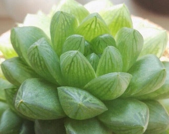 Haworthia Cuspitada, office/ houseplants, hardy succulent, easy care