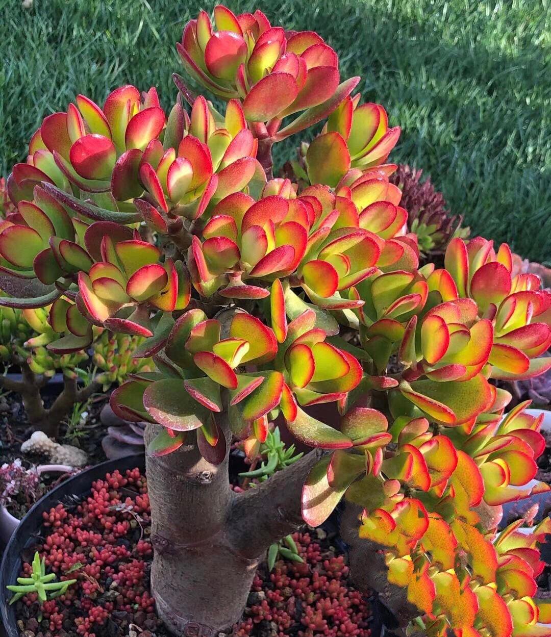 Jade Plant, Crassula Ovata, Lucky Money Tree (3 Gallon) - Etsy