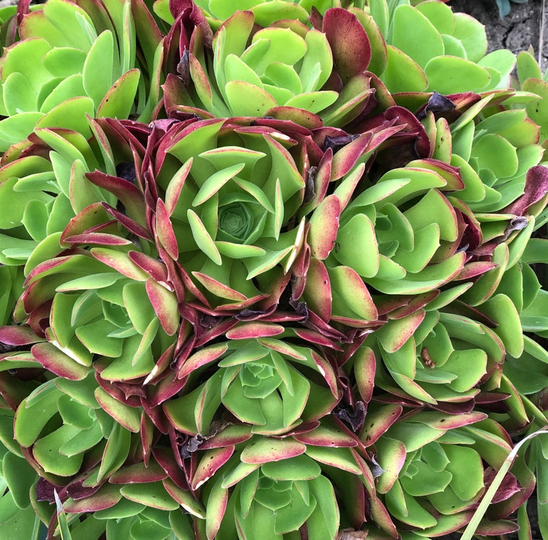 Aeonium Blushing Beauty The Most Beautiful Aeonium Succulent Must Have For Aeonium Fans Color Changes During 4 Seasons Succulents Craft Supplies Tools Delage Com Br