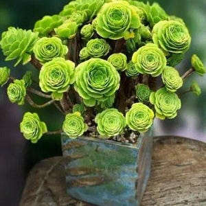 lowes zz plant ZZ Plant, Buy Zamioculcas Zamiifolia Live Indoor Houseplant Online 4" Pot / Cow Pot by Succulents Box