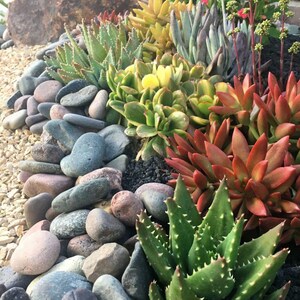 洋書 Dry Climate Gardening with Succulents Dry Climate Gardening: Growing beautiful, sustainable