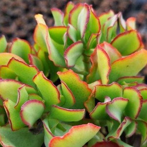 May include: A succulent plant with green leaves and red edges. The leaves are curled and have a ruffled texture.