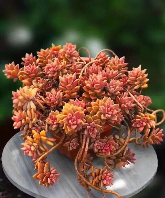 Graptosedum, Vera Higgins, Hardy and Rare Succulent, Well Rooted Plant -  Etsy Denmark